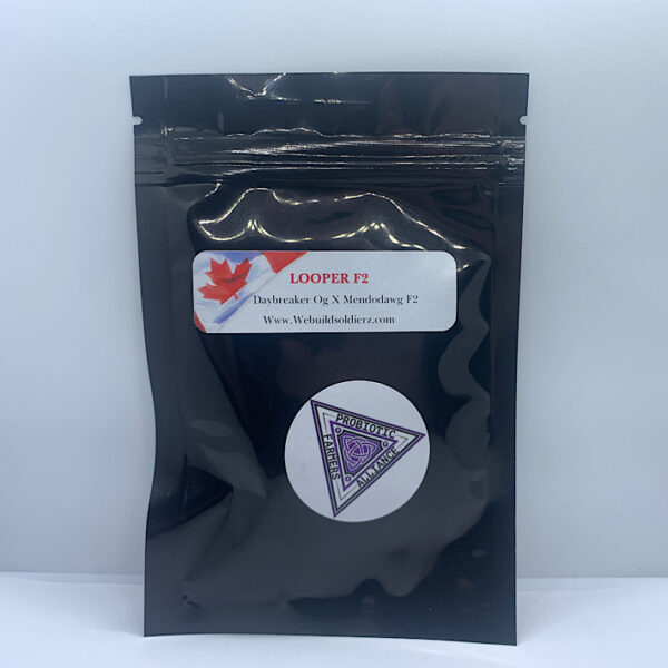 Lot 1056 Omuerta Genetics  Looper F2  (Day Breaker OG x Mendodawg F2) {{REG}} [10+pk] - Image 2
