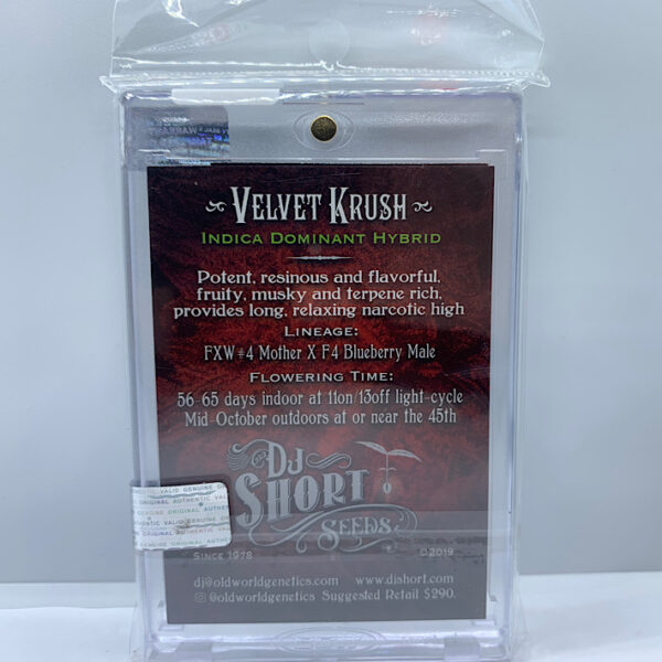 Lot 1089 DJ short Velvet Krush (FXW #4 x F4 BlueBerry Male) {REG} [13pk] - Image 2