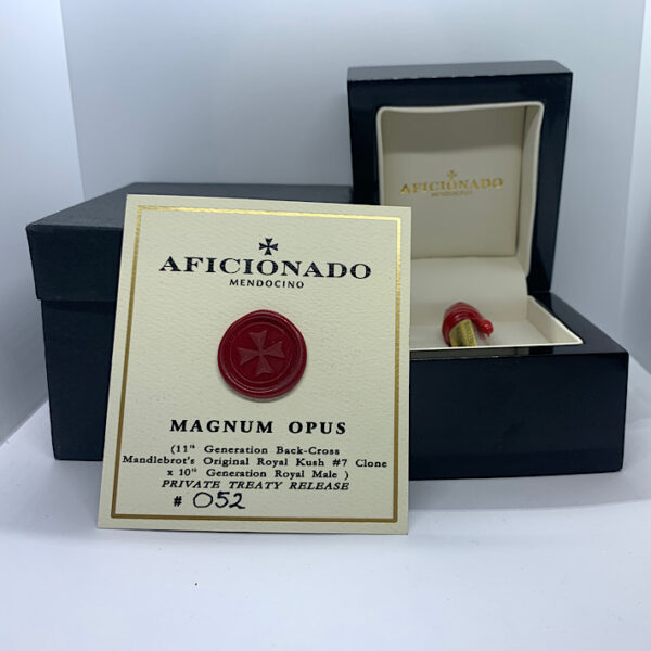 Lot 1190 Aficionado Seeds Magnum Opus  (11th Gen BX Mandlebrot’s Original Royal Kush #7 clone X 10th Gen Royal Male ) {REG} [10pk]