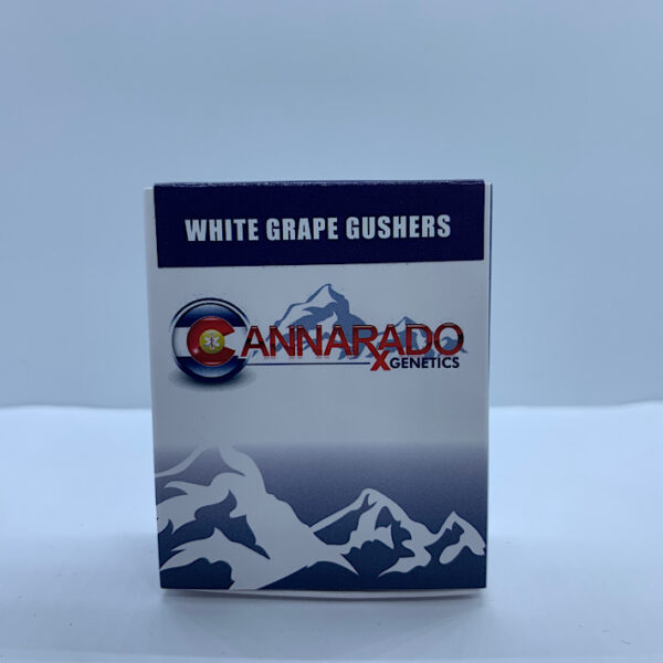 Lot 1418 Cannarado White Grape Gushers (White Stomper (Grape Stomper X White) X Gushers) {FEM} [6pk]