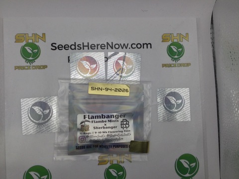 Flambanger – Bloom Seed Co. – Regular – 12