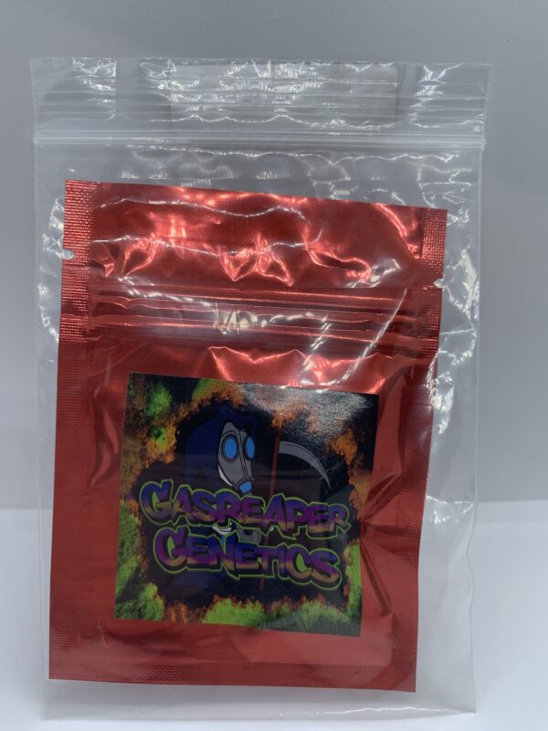 LotC13 GasReaper Genetics – RuntZorbet {AUTO-FEM} [5pk] - Image 2