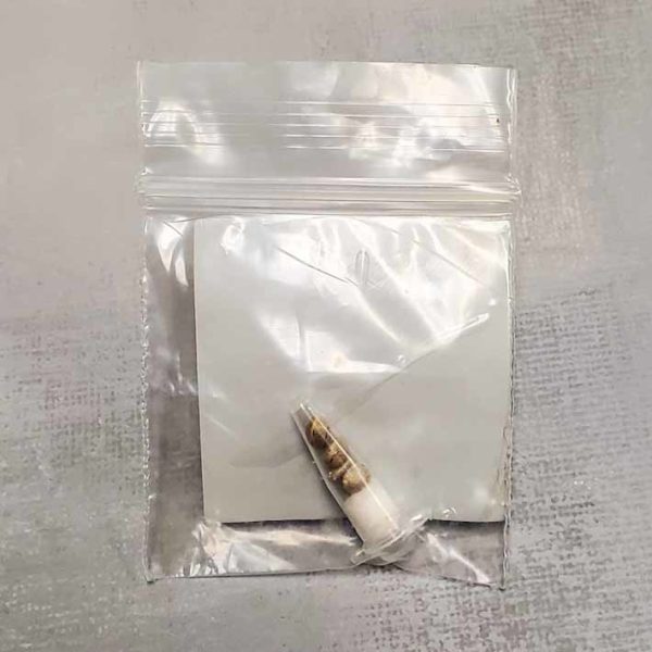 Lot #141 Snow High Pine Town Durban (Poison x Highland Thai x Senegalese) [Reg] [5pk] - Image 2