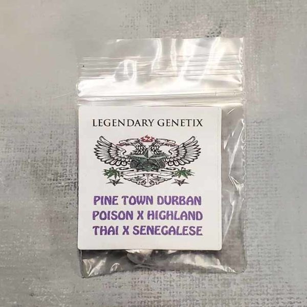 Lot #141 Snow High Pine Town Durban (Poison x Highland Thai x Senegalese) [Reg] [5pk]