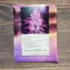 Lot #155 Ethos Purple Roze (Purple Punch X Roze F1) [Reg] [10pk] - Image 2
