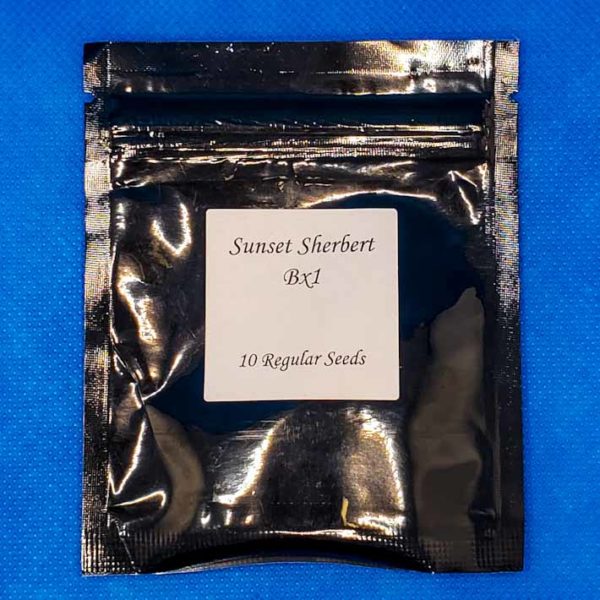 Lot #184 Seed Junky Sunset Sherbert bx1 [Reg] [10pk]