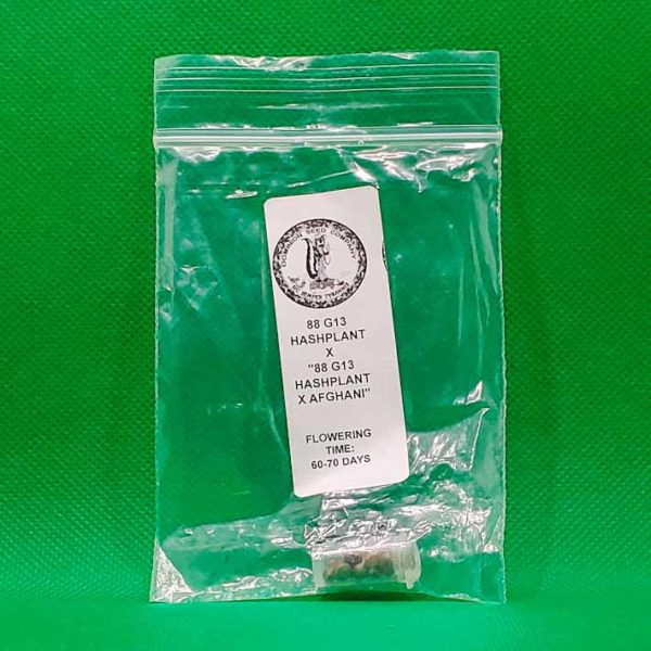 Lot #256 Duke Diamond 88 G13 Hashplant X “88 G13 Hashplant X Afghani” (88 G13 Hashplant x (88 G13 Hashplant x Afghani)) [Reg] [10pk]