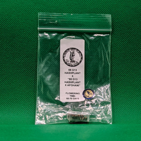 Lot #294 Duke Diamond 88 G13 Hashplant X “88 G13 Hashplant X Afghani” (88 G13 Hashplant x (88 G13 Hashplant x Afghani)) [Reg] [10pk]