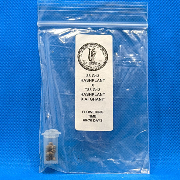 Lot #337 Duke Diamond 88 G13 Hashplant X “88 G13 Hashplant X Afghani” (88 G13 Hashplant x (88 G13 Hashplant x Afghani)) [Reg] [10pk]