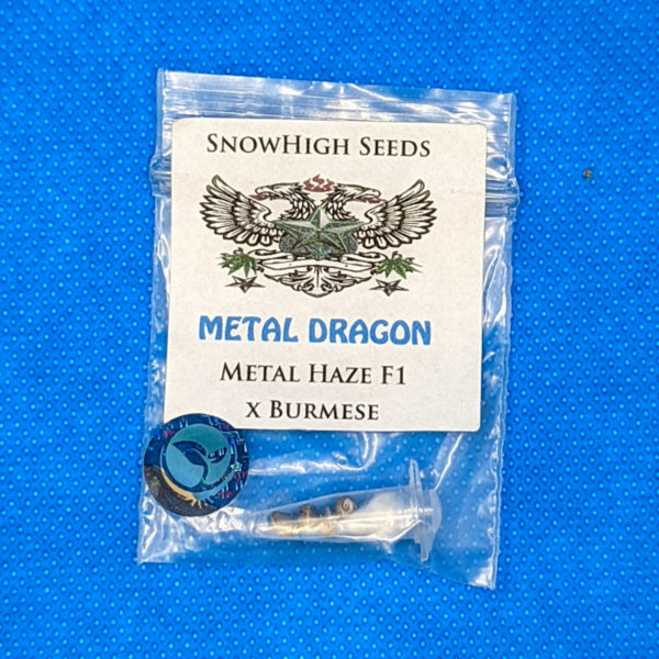 Lot #403 Snow Hight Metal Dragon (Metal Haze F1 x Burmese)) [Reg] [5pk]