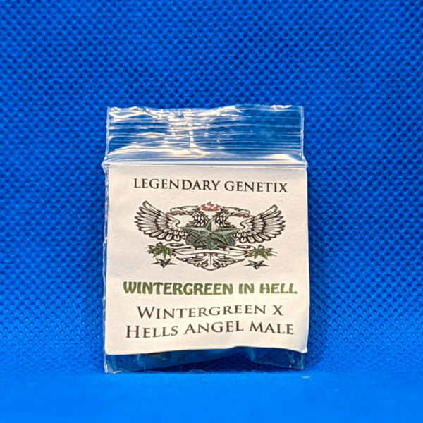 Lot #450 Snow High Wintergreen in Hell (Wintergreen x Hells Angel Male) [Reg] [5pk]