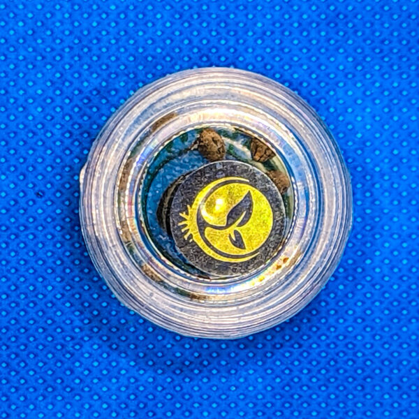 Lot #459 Coastal Coastal Haze (Hazy Kush x BSHW) [Reg] [10pk] - Image 2