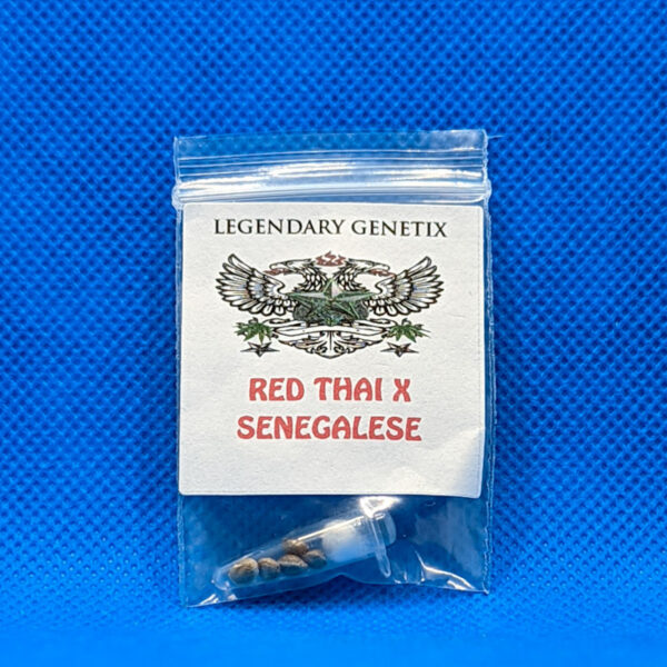 Lot #590 snow High Red Thai x Senegalese () [Reg] [5pk]