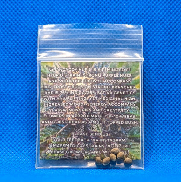 Lot #608 MassMedical  GD Pupil (GDP X Star Pupil) [Fem] [6pk] - Image 2