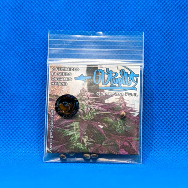 Lot #608 MassMedical  GD Pupil (GDP X Star Pupil) [Fem] [6pk]