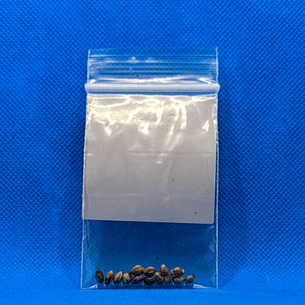 Lot #653 BOG Sour Strawberry (BOG Sour Bubble X (Strawberry Cough, Razz, ECSD)) [Reg] [13pk] - Image 2