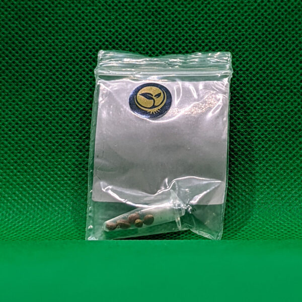 Lot #698 Snow High Black Mamba (Vietnam Black X Black Congolese) [Reg] [5pk] - Image 2