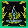 Lot #714 Exotic Green Ribbon Bx3 (Green Ribbon x The Hulk) [Reg] [10pk] - Image 2
