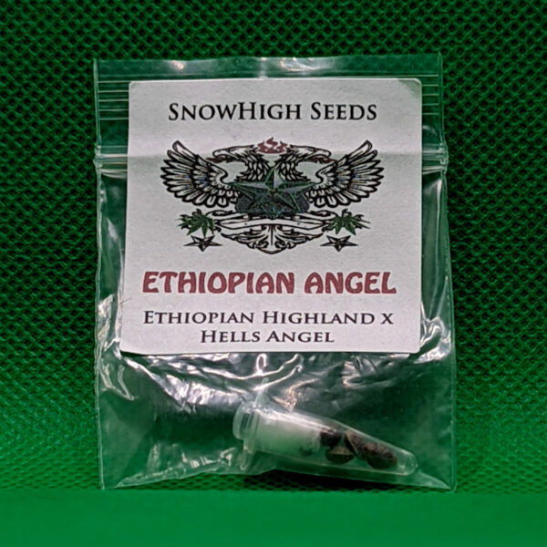 Lot #728 Snow High Ethiopian Angel (Ethiopian Highland x Hells Angel) [Reg] [5pk]