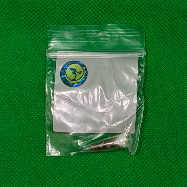 Lot #777 Snow High Super Charger (Durban Poison x Thai x Angola Red x Thai x Purple Thai) [Reg] [5pk] - Image 2