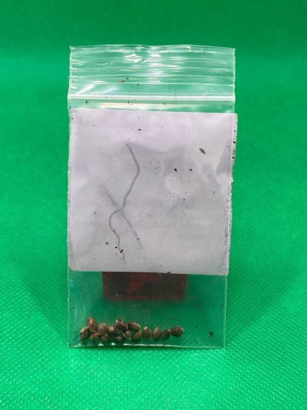 Lot #827 BOG Sour LifeSaver (BOG’s Lifesaver x Sour Bubble) [Reg] [13pk] - Image 2