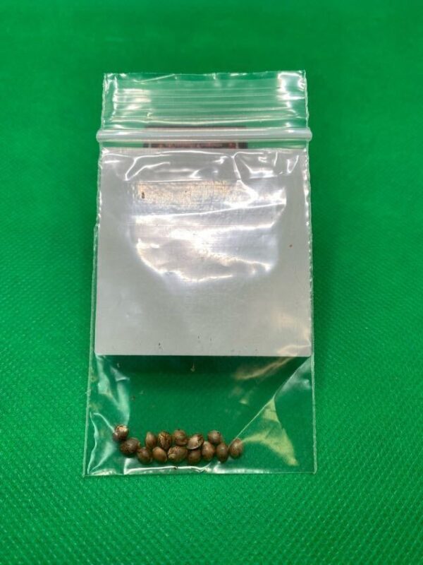 Lot #828 BOG BOG Bubble (Bubblegum) [Reg] [13pk] - Image 2
