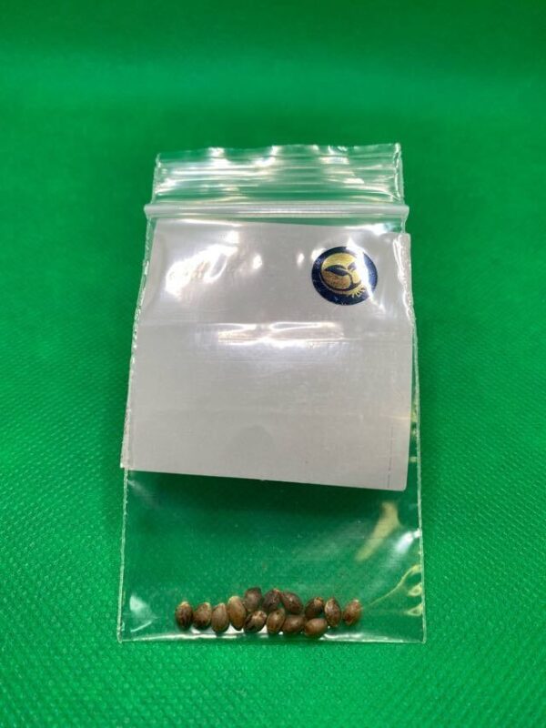 Lot #836 BOG  Sour Grape (BOG Grape Punch x BOG Sour Bubble ) [Reg ] [13pk] - Image 2