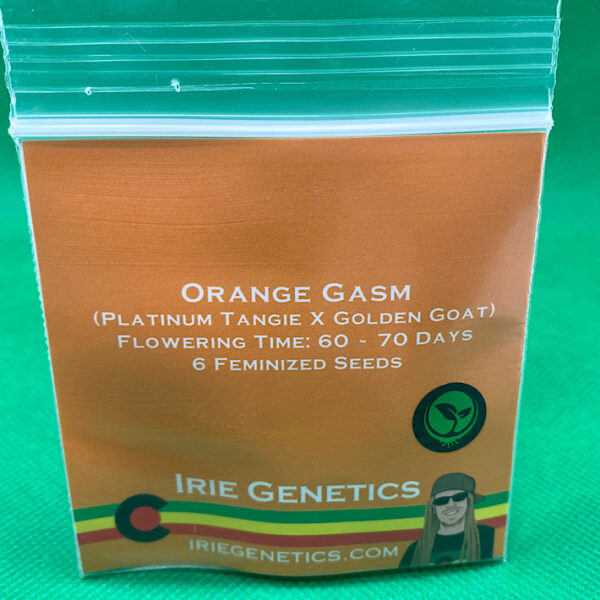 Lot #887 Irie Genetics  Orange Gasm (Platinum Tangie x Golden Goat) [Fem] [6pk] - Image 2