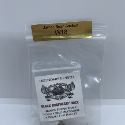 LotW18 Snow High Seeds - Black Raspberry Haze {REG} [5pk]