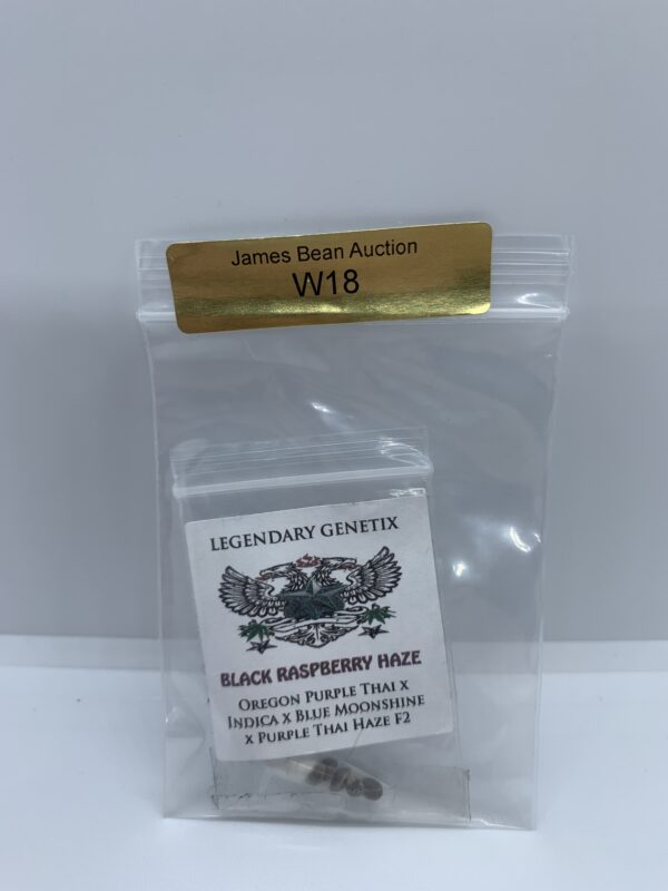 LotW18 Snow High Seeds - Black Raspberry Haze {REG} [5pk]