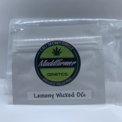 Maddfarmer Genetics - Lemony Wicked OG {REG} [10pk]