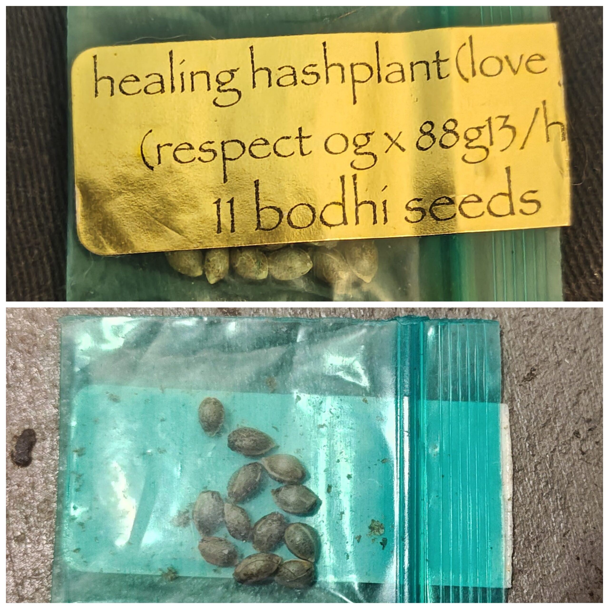Bodhi Seeds – Healing Hashplant (Respect OG x 88G13HP) – 12 Regs – Odies Auction