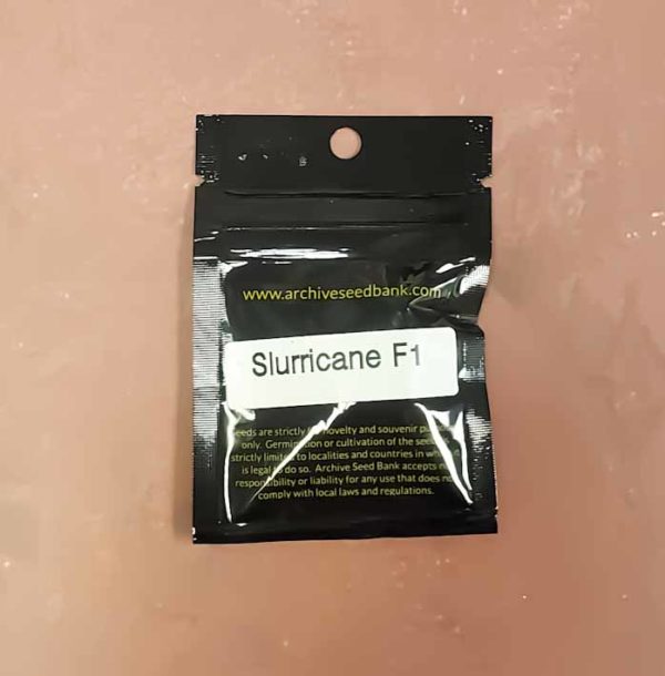 Lot #111 Archive Slurricane F1 (Purple Punch x Dosidos F1) [Reg] [12pk]