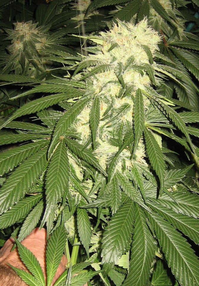 Bullfighter – Exotic Genetix – Odies Auction - Image 4