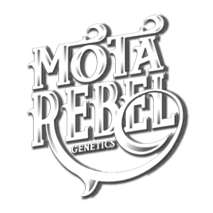 Mota Rebel Seeds
