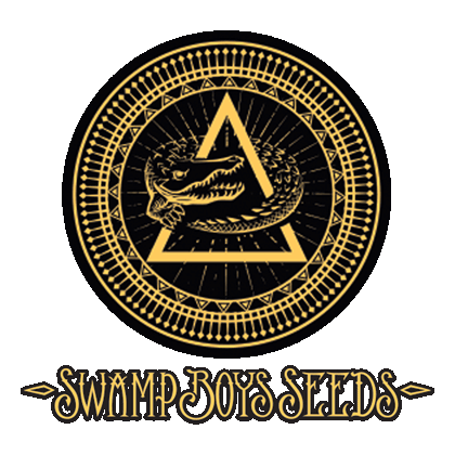 Swamp Boys Seeds