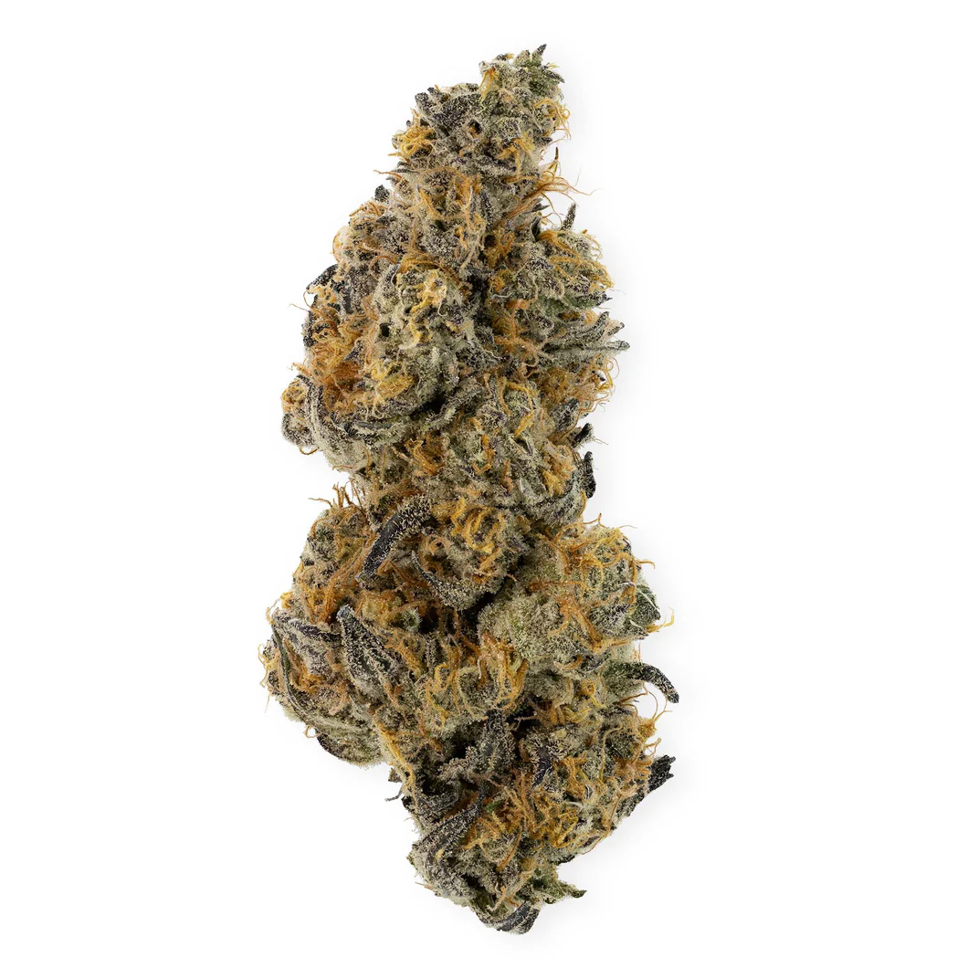 UNICORN POOP (F1) – THUG PUG GENETICS – REG 10PK - Image 3