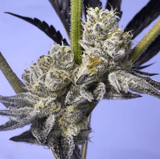 UNICORN POOP (F1) – THUG PUG GENETICS – REG 10PK - Image 2